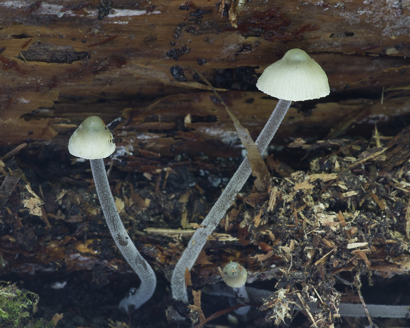 Mycena amicta